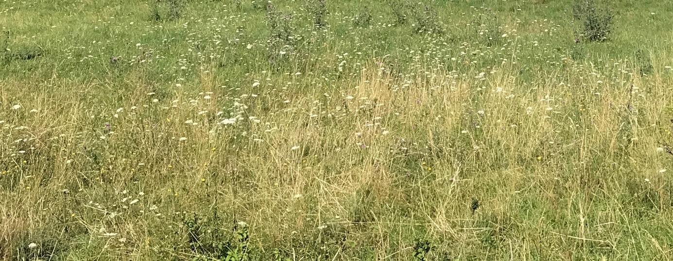 Soms last van hooikoorts?