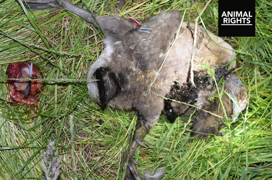 Animal Rights dient terug klacht in tegen boer wegens dierenmishandeling