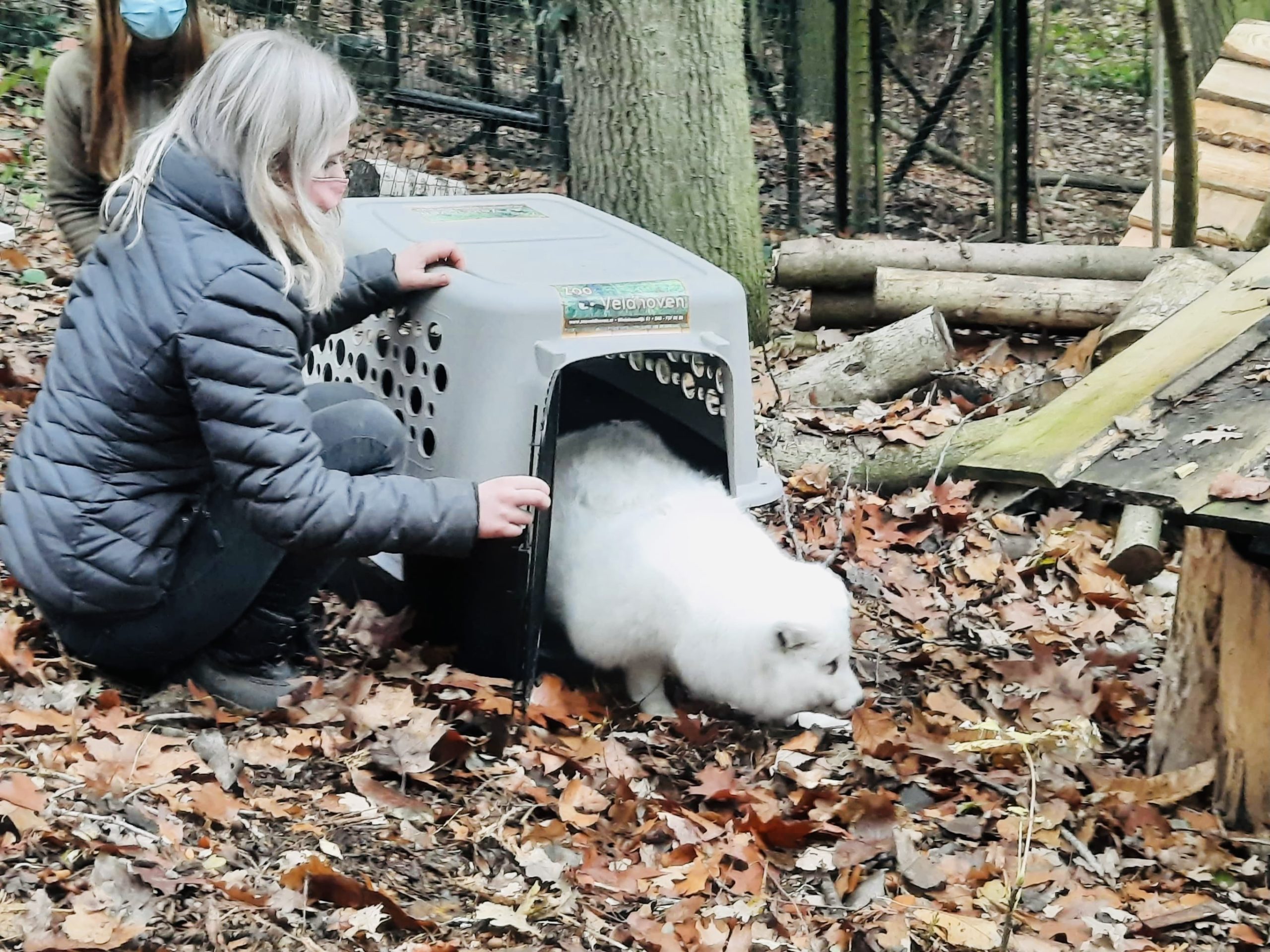 Geredde poolvossen krijgen warme thuis bij SOS Wilde Dieren