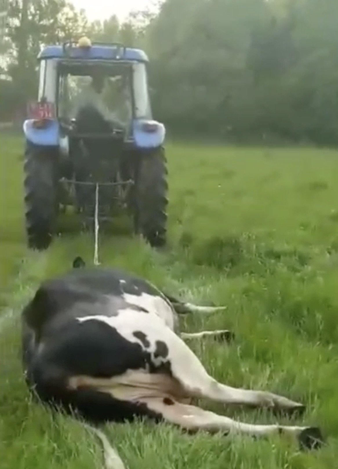 Raadkamer stuurt boer en zoon naar correctionele rechtbank wegens dierenmishandeling