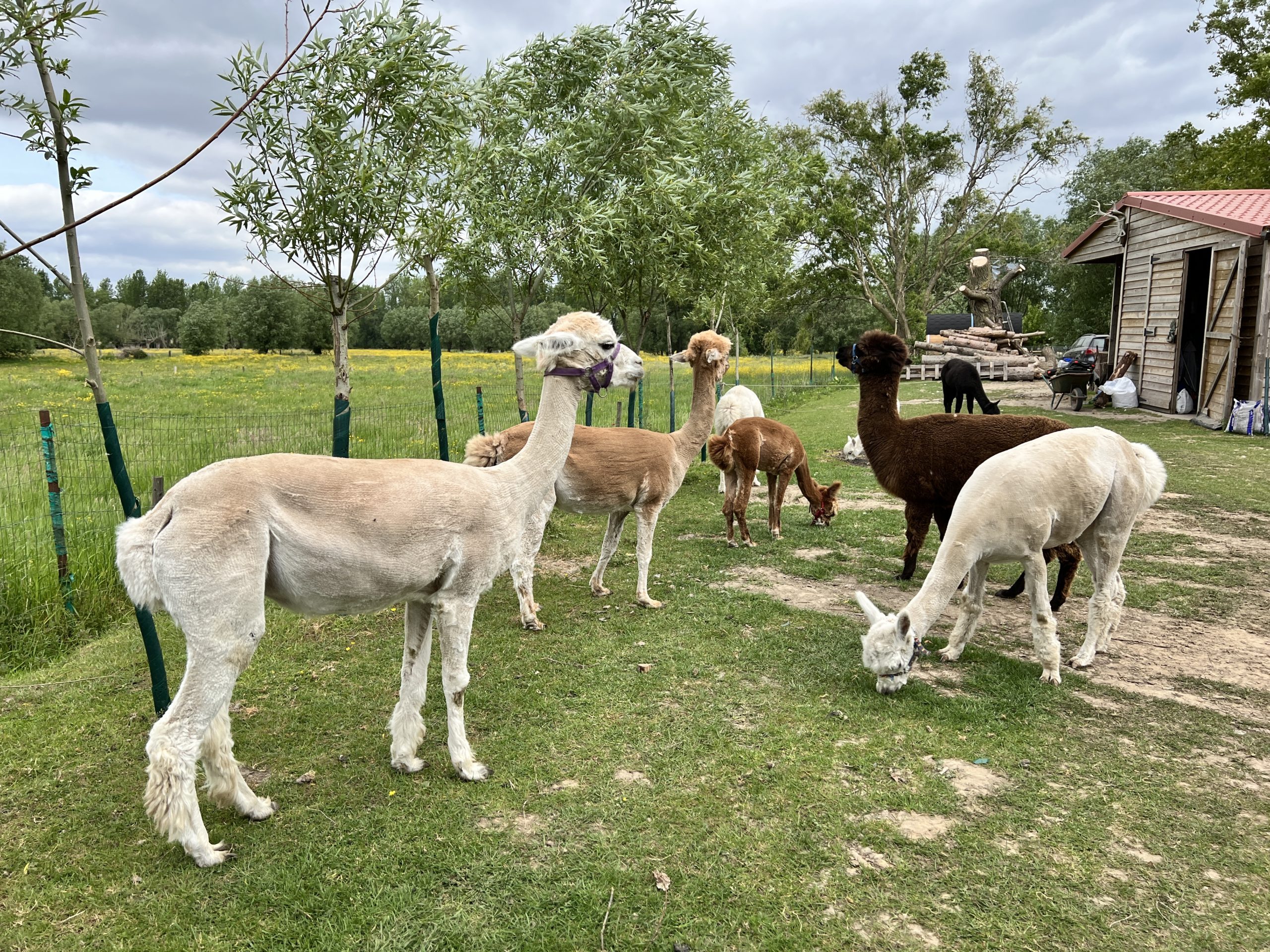 Wandelen op het tempo van de alpaca’s