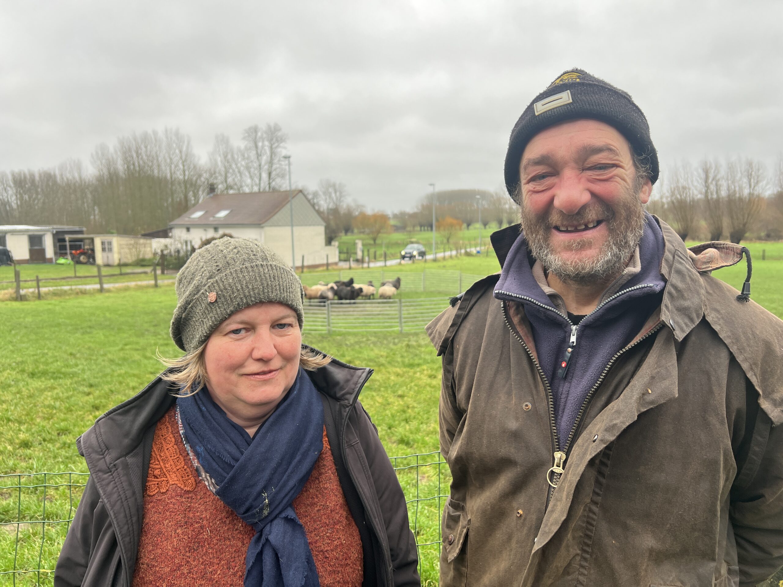 2 Rottweilers bijten 6 schapen dood – Nieuwe versie