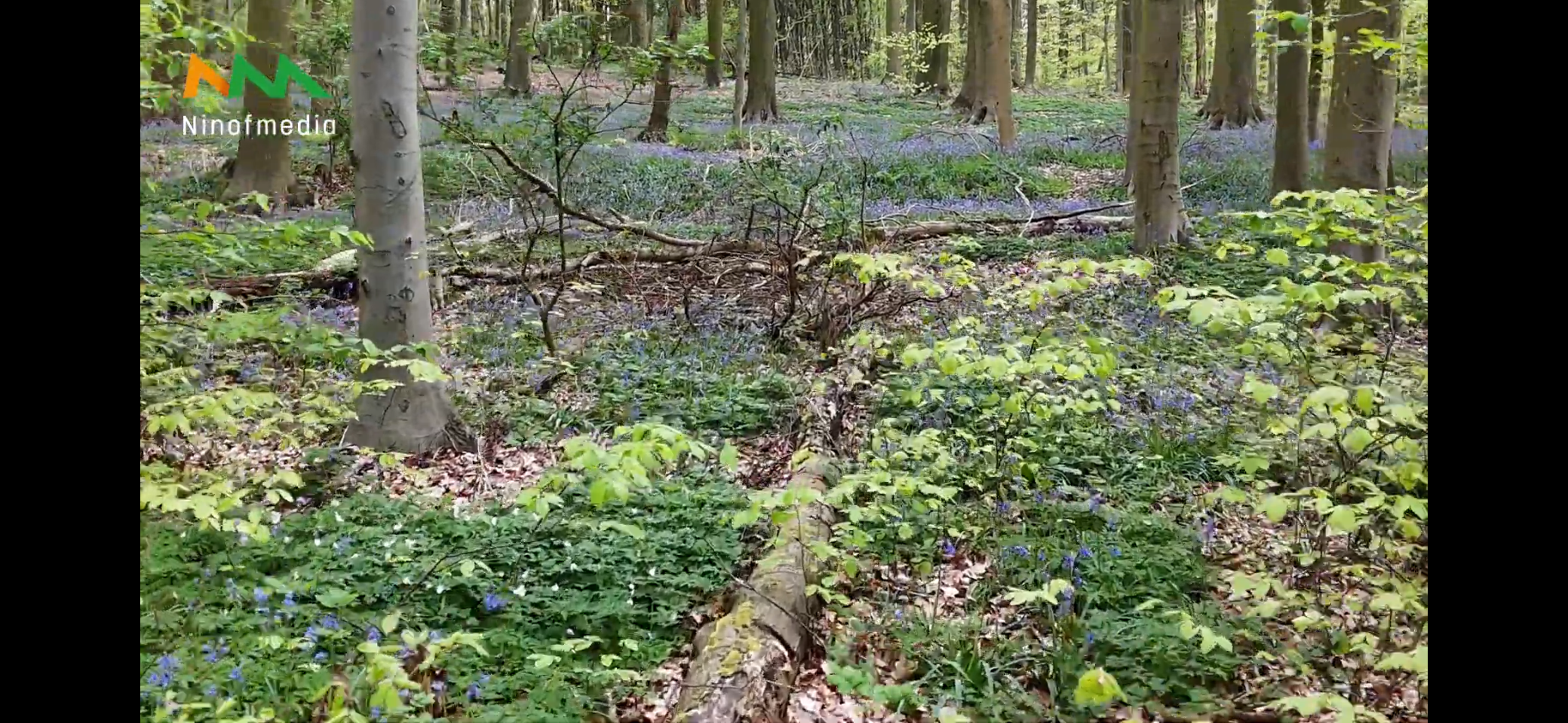 Hyancintentoeristen in Neigembos