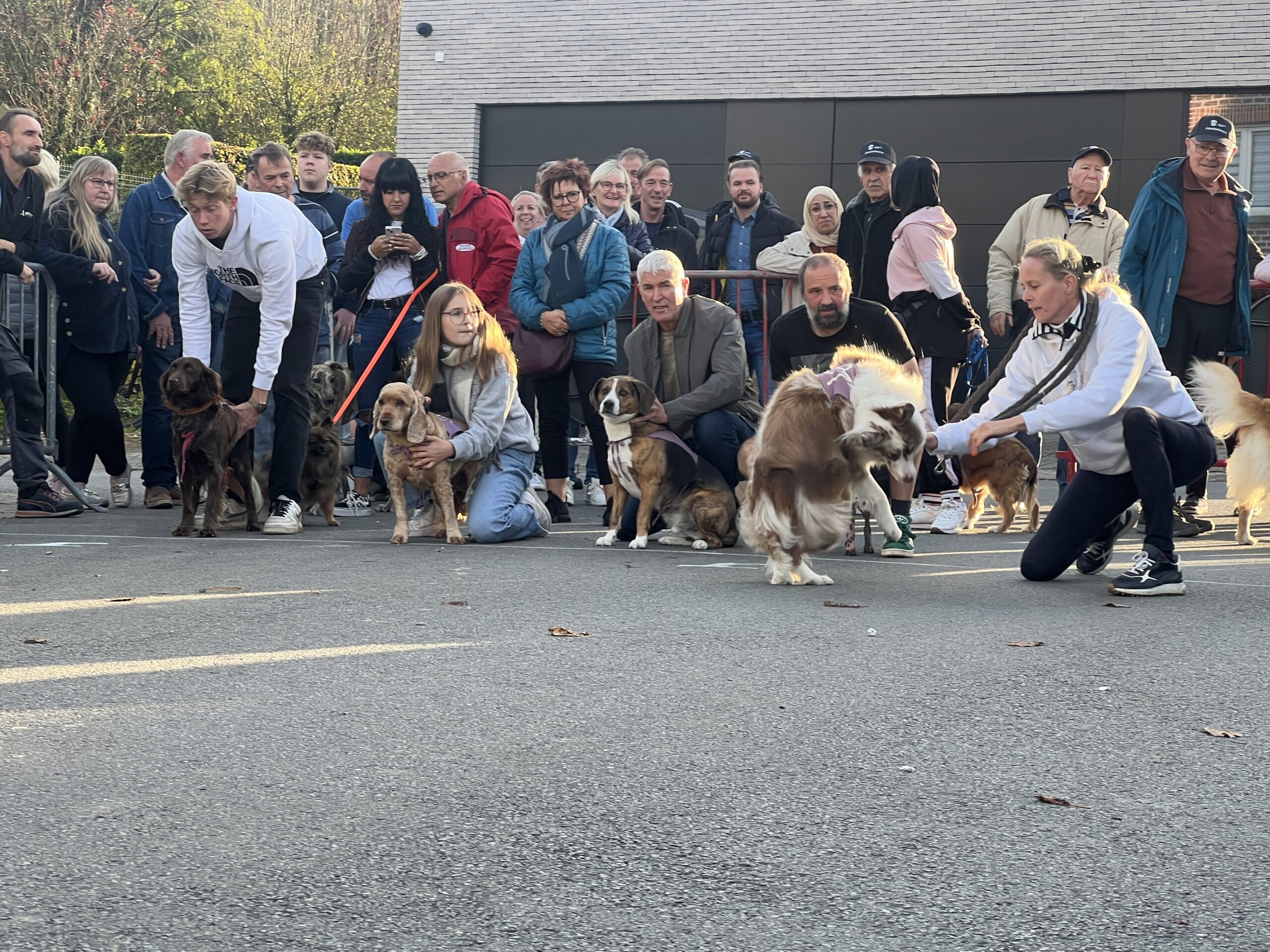 100ste hondenkoers: een oude traditie in beweging