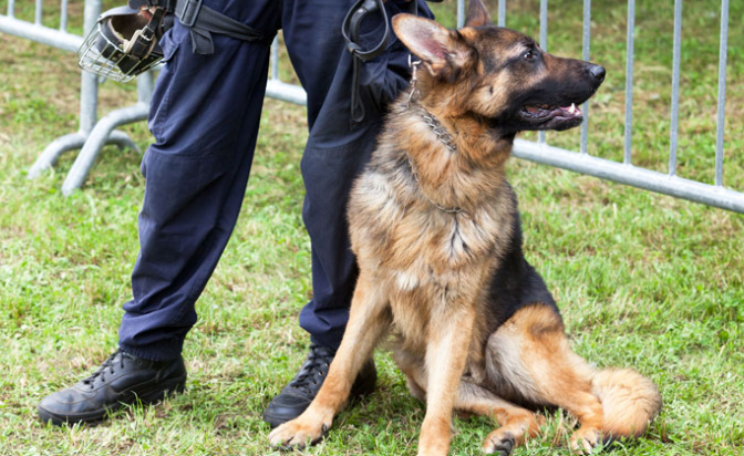 Anti-drugshond voor Ninoofse politie