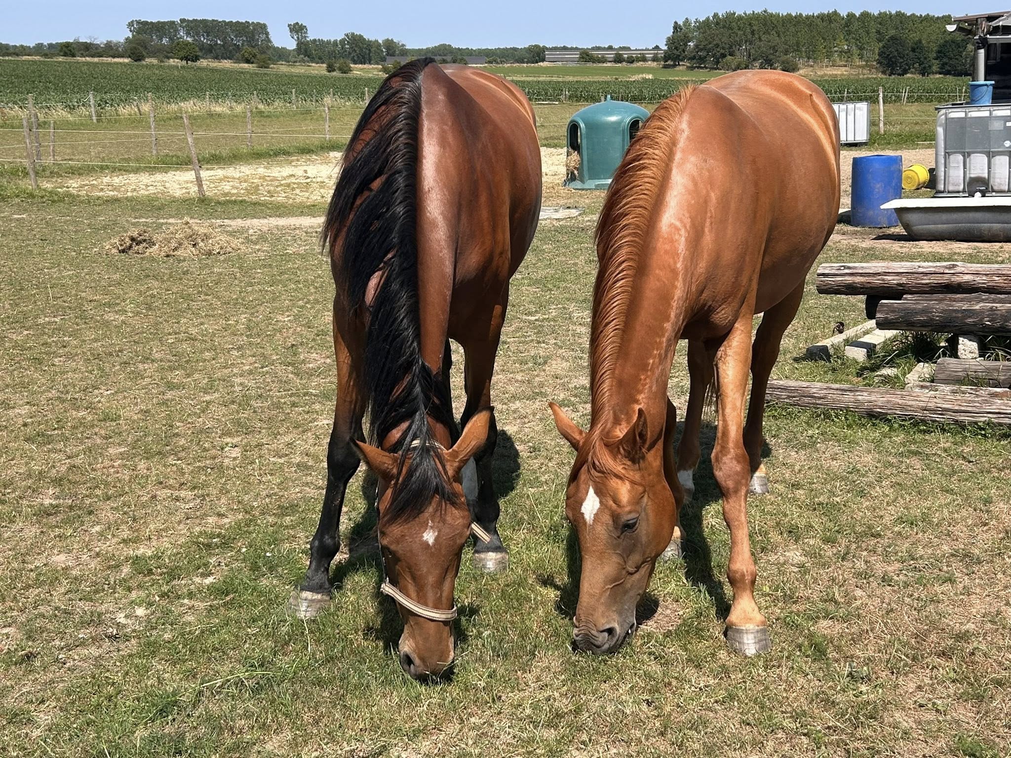 Twee verdwenen paarden als bij wonder terug op de weide