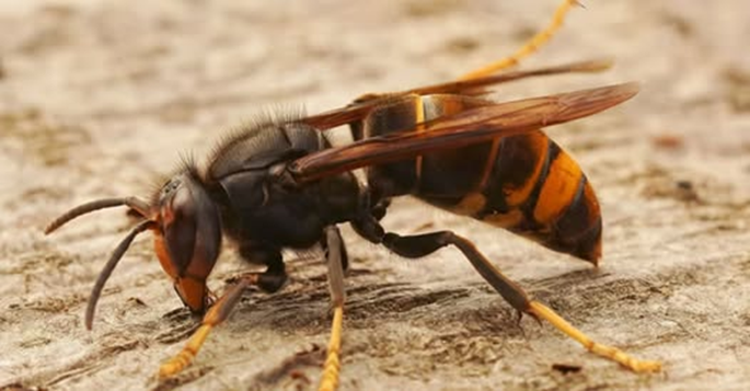 Infoavond over Aziatische hoornaar