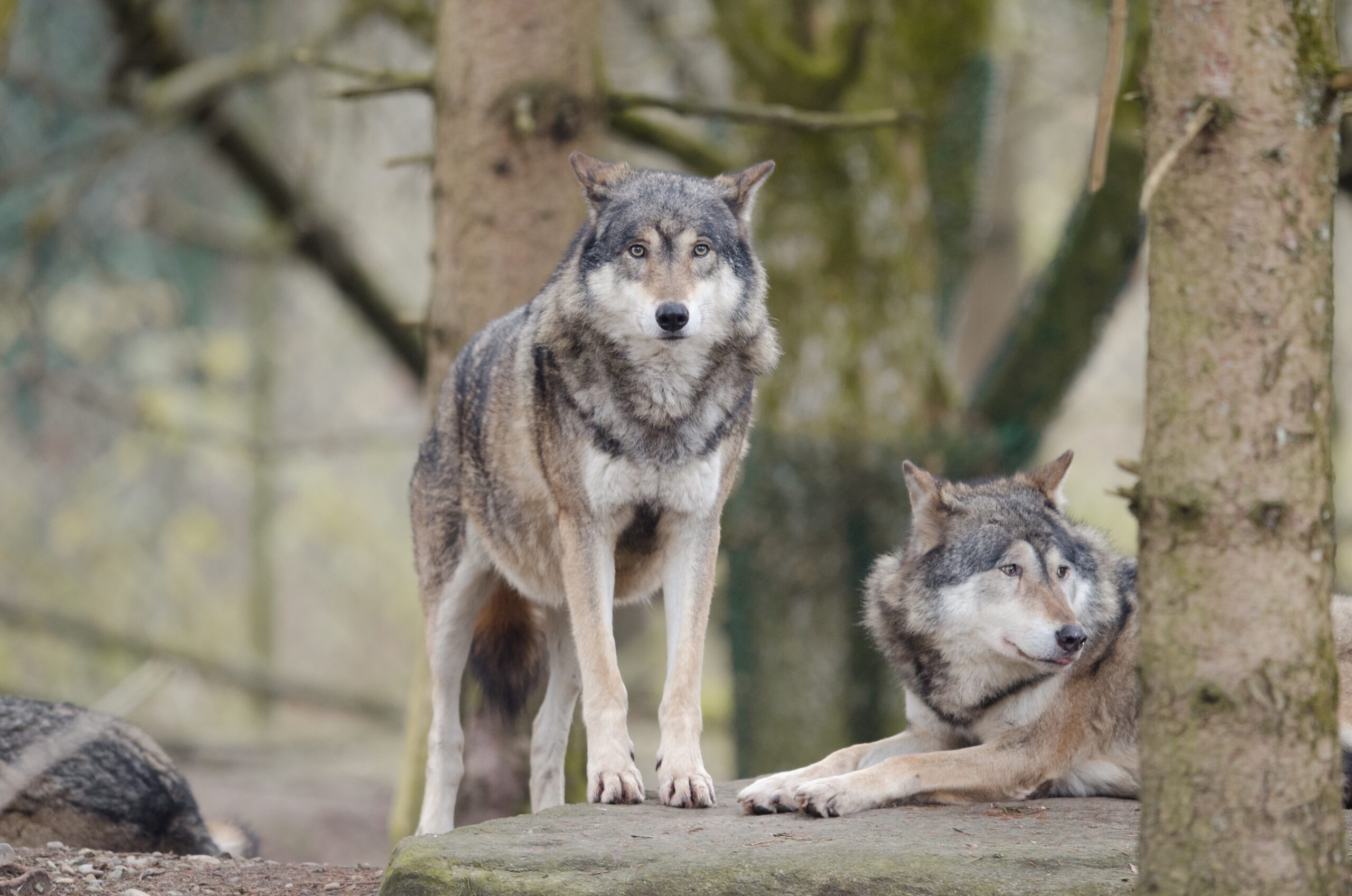 De fascinerende wereld van de wolf